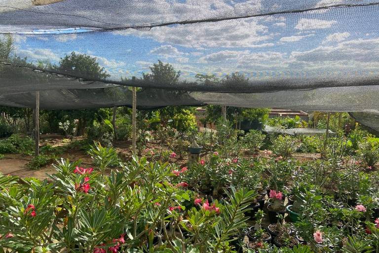 Plantação de rosas do deserto em Itinga, no Vale do Jequitinhonha, Minas Gerais
