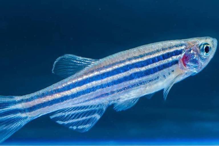 Molécula descoberta num peixe peçonhento chamado niquim foi testada no zebrafish 