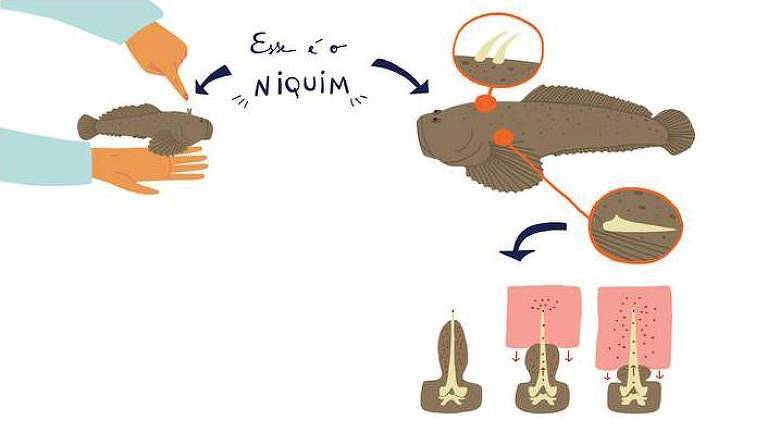 Ilustração feita por cientistas do Butantan mostra o niquim e onde estão localizados os espinhos que inoculam o veneno

