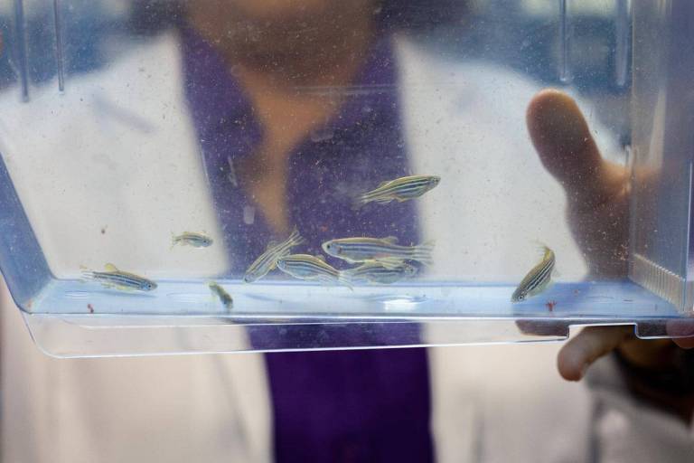 Cientista segurando aquários com zebrafish