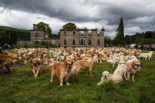 Golden Retrievers from all over the world gather outside the ruins of Guisachan House during the Guisachan Gathering in the village of Tomich, Scotland on July 13, 2023. (Roddy Mackay/The New York Times)