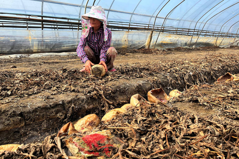 Agricultura, usando chapéu de proteção contra o sol e roupas roxas, se agacha em meio à melancias podres e a terra seca dentro de estufa