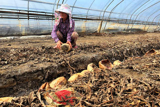 South Korea's watermelon farmer Kwon Gye-soon shows rotten watermelon at her farm in Nonsan