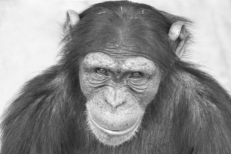 Retrato de uma chimpanzé