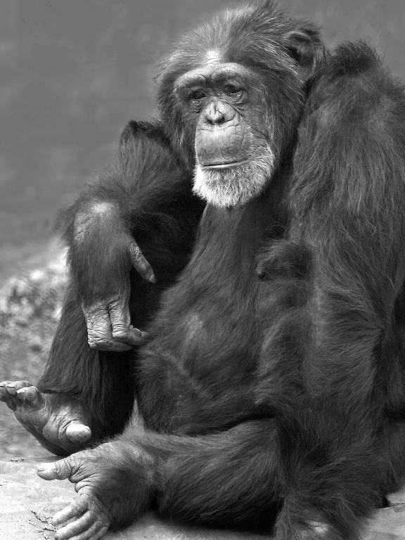 Chimpanzé Donna; nascida com o sexo feminimo, ela tinha corpo e hábitos masculinos