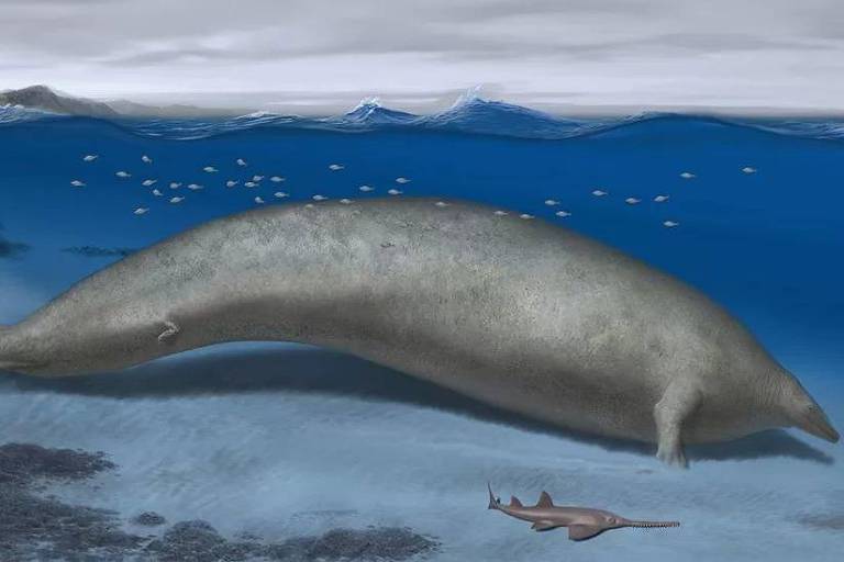 O fóssil encontrado no Peru que pode ter sido do animal 'mais pesado que já existiu'