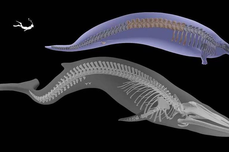 Gráfico comparando esqueletos de dois animais grandes do mar