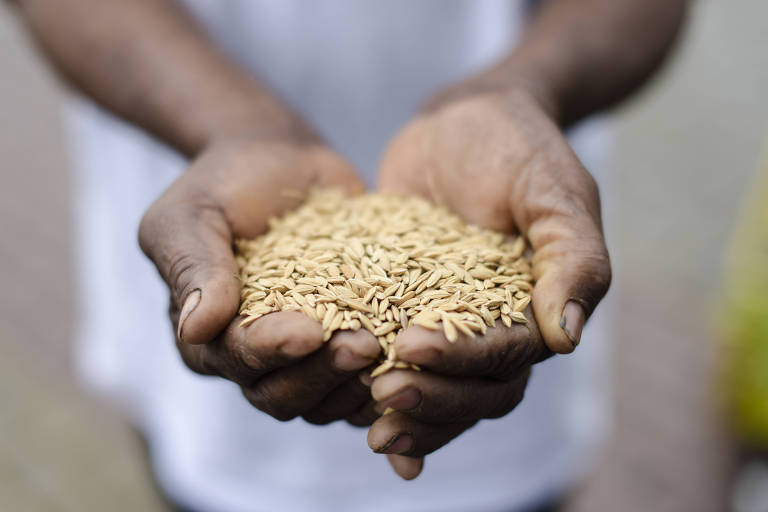 Vale do Ribeira recebe feira quilombola de troca de sementes