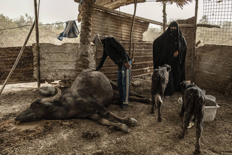 Membros da família de pastores Ibrahi olham um búfalo-d'água que acabou de morrer em seu curral, na periferia de Basra, no Iraque