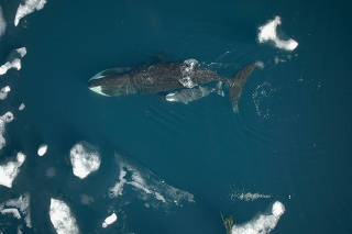 A overhead photo by Justine Hudson/Fisheries and Oceans Canada, of a bowhead whale and calf in the Canadian Arctic. (Justine Hudson/Fisheries and Oceans Canada via The New York Times)