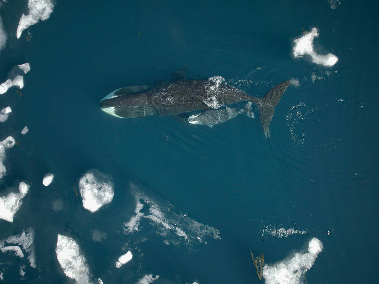 Baleia-da-Groenlândia com um filhote no Ártico Canadense; estudo mostra que essas baleias podem ter gestação de até 23 meses