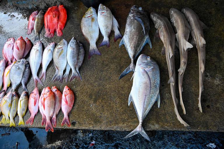 Filhotes de tubarão ao lado de peixes em um porto