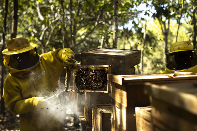 Produtores rurais de Mato Grosso usam abelhas para elevar produtividade