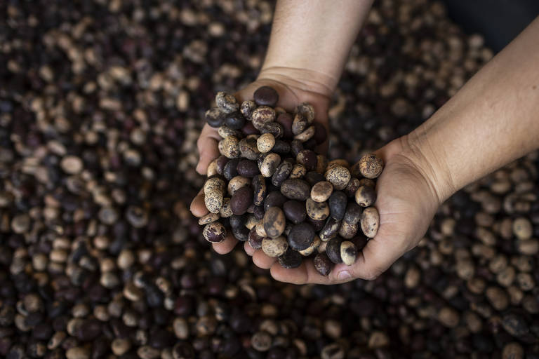 Sementes de jatobá disponibilizadas no viveiro municipal de Canarana (MT)