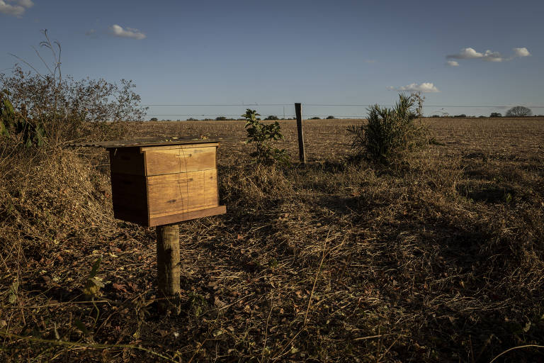 Melgueira próxima a área de plantio de grãos em Canarana (MT)