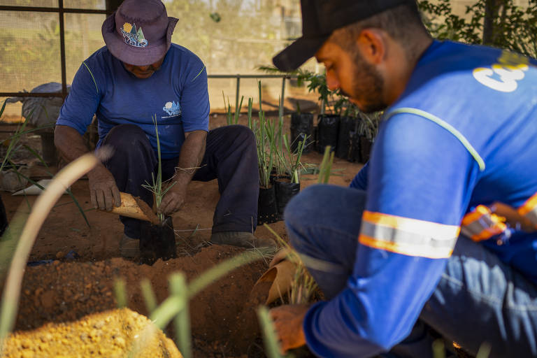 Servidores da Prefeitura de Canarana cultivam mudas em viveiro municipal