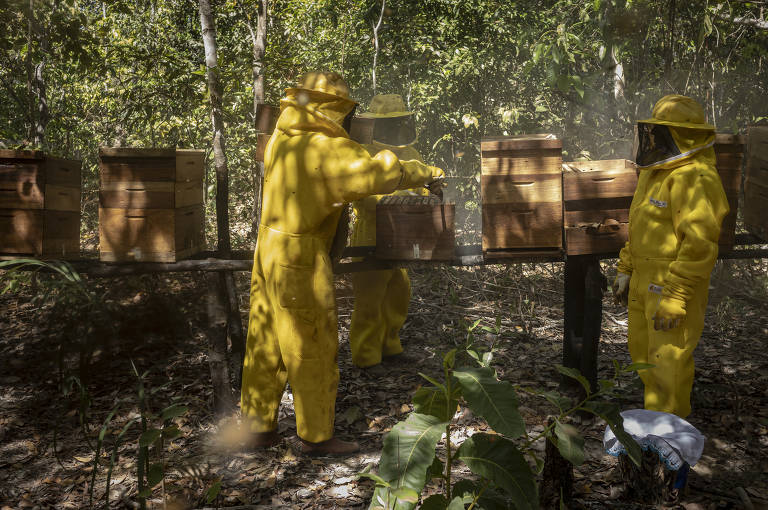 Apicultores trabalham no assentamento Suya, em Canarana (MT)