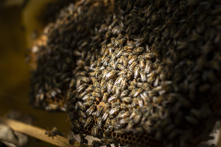 Abelhas em colmeia no assentamento Suya, em Mato Grosso