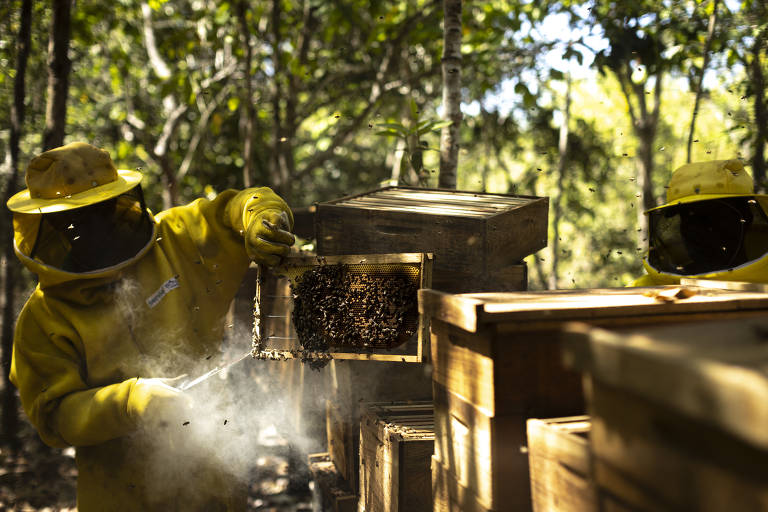 Abelhas são utilizadas como uma das formas de melhorar a produção nas lavouras em Canarana