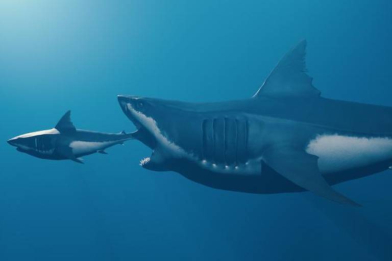 Megalodonte: o monstruoso tubarão pré-histórico que comia os irmãos no útero