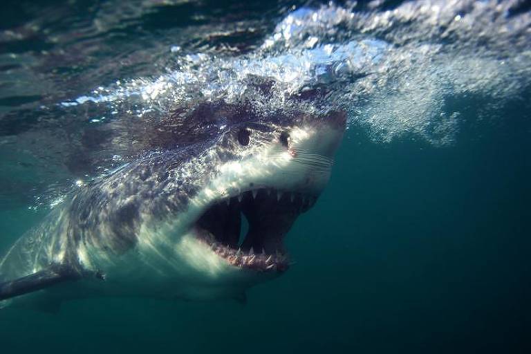 Grande tubarão branco com boca aberta embaixo do mar, perto da superfície