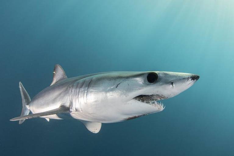 Imagem de um tubarão-mako