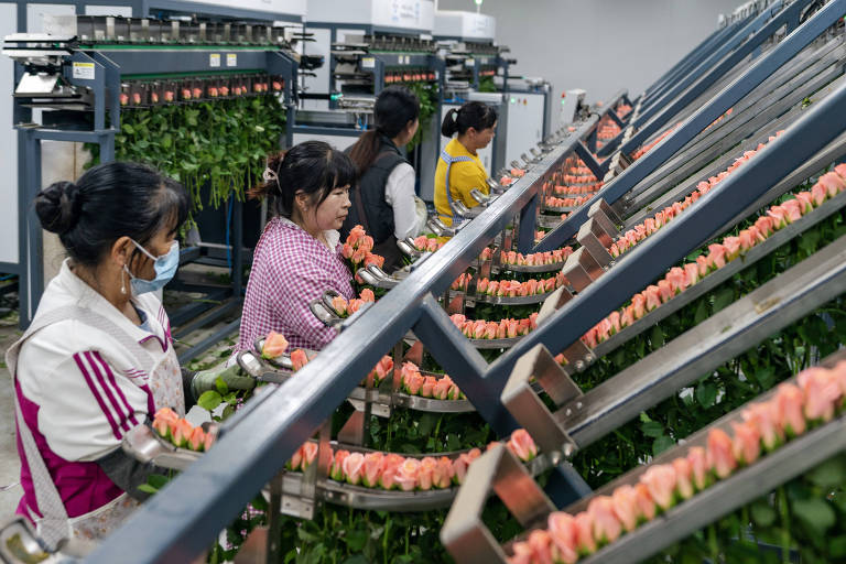 Trabalhadores na China separam flores para venda