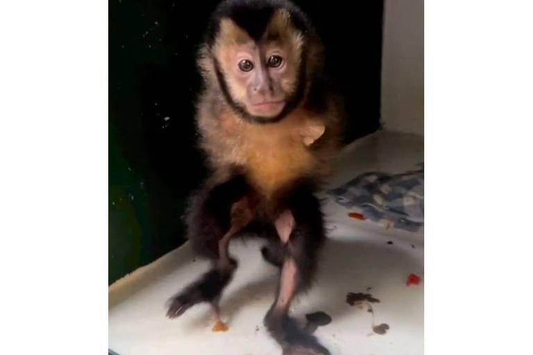 Macaco-prego sem braços após ser eletrocutado