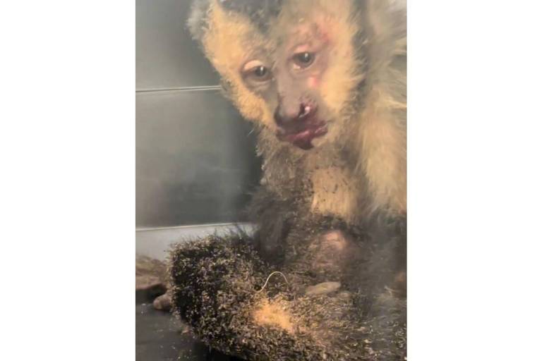 Macaco-prego ensanguentado após ser vítima de descarga elétrica