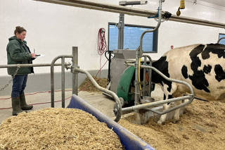 Research technician Gail Ritchie conducts methane testing on a cow at the Ontario Dairy Research Centre in Elora