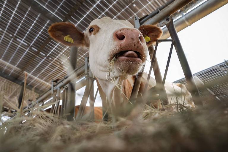 Vaca se alimenta em fazenda na Alemanha