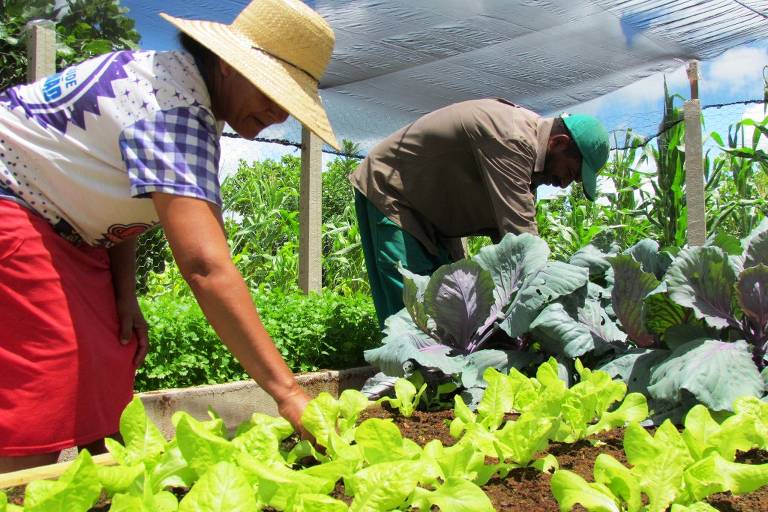 Na comunidade Lagoa do Campo, em Cacimbas (PB), Severina de Castro e seu marido cultivam hortaliças
