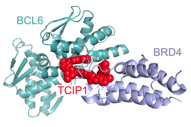 Modelo computacional da molécula TCIP1, que poderia levar a medicamentos que armam genes e fazem com que os cânceres atuem contra si mesmos