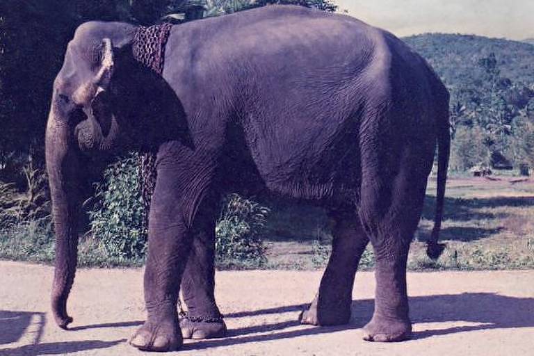 A elefanta mais jovem, Manike, era a minha favorita