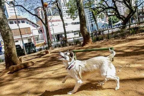 Cães encontram espaço para brincar em mais de 180 áreas espalhadas pela cidade e nos parcães ou em cachorródromos; todos os parques urbanos aceitam que os tutores levem seus pets