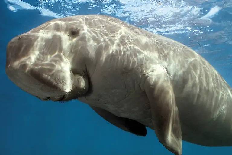 Dugongos são os únicos mamíferos marinhos herbívoros do mundo