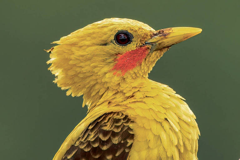 Pica-pau-amarelo da mata atlântica inspirou clássicos de Monteiro Lobato