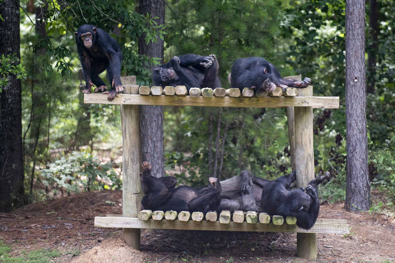 Chimpanzés relaxam em uma plataforma no refúgio Chimp Haven, em Keithville, Louisiana (EUA), em junho