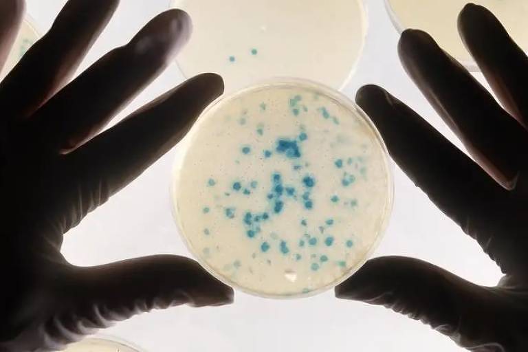 Bactérias modificadas podem ajudar a detecção precoce de câncer