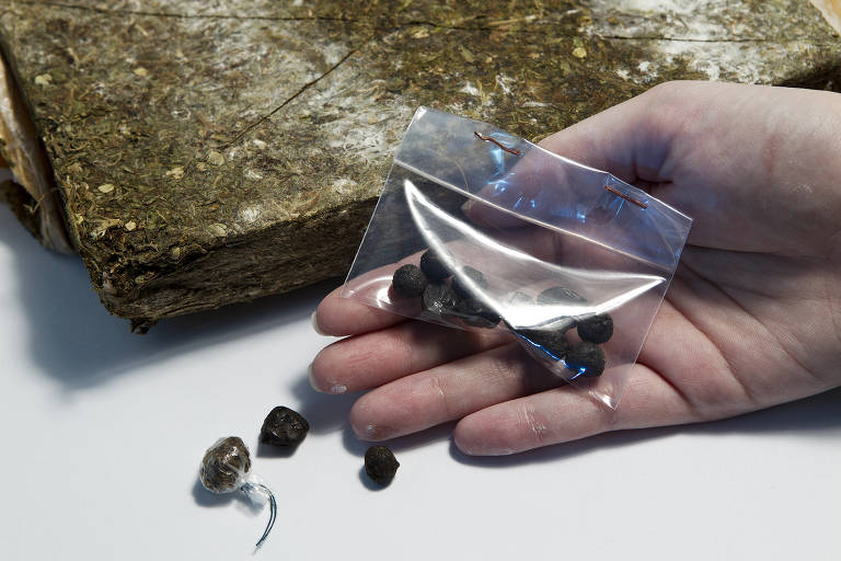 Bolinhas de haxixe (em destaque) no Instituto de Criminalística de São Paulo; resina feita a partir da planta Cannabis sativa é consumida por inalação de fumaça, às vezes misturada a tabaco, ou de vapor