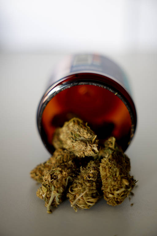 Flor de maconha, que é parte nobre da planta