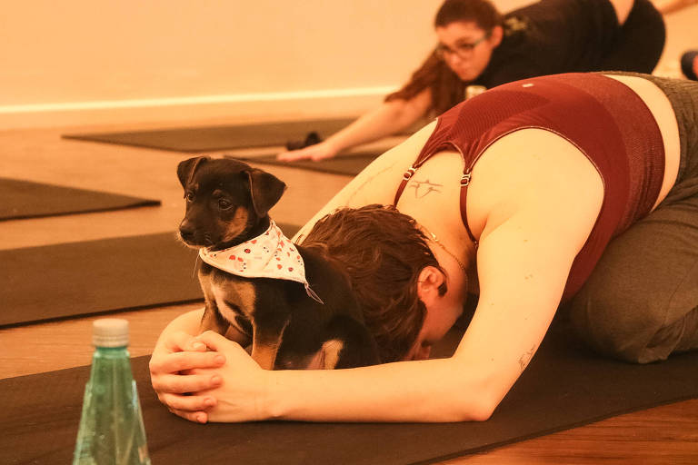 Conheça Puppy Yoga, empresa que dá aulas com filhotes de cachorro para serem adotados em SP