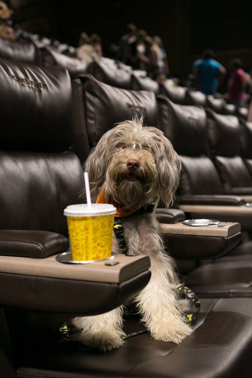 CinePets, sessão do Cinesystem em que é possível levar cachorros à sala de cinema