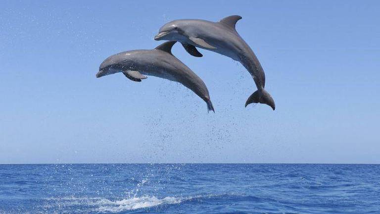 Golfinhos saltando juntos para fora do mar