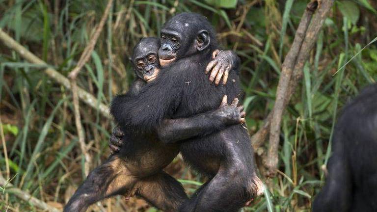 Macacos abraçados