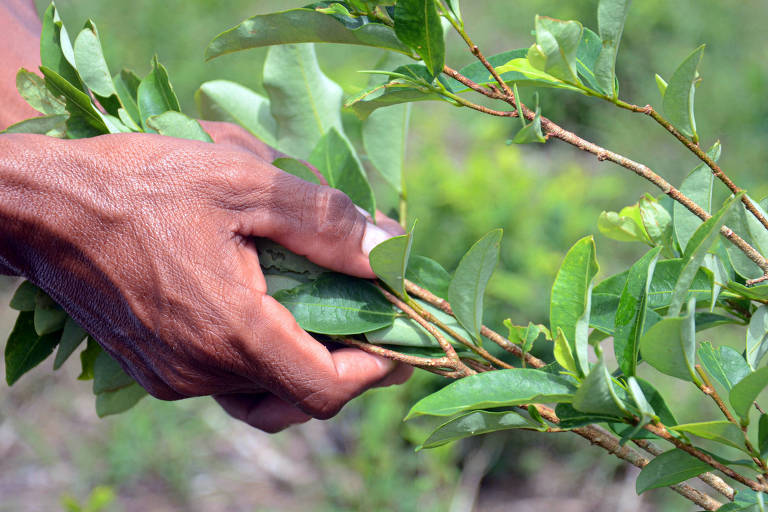 A área de coca plantada na região peruana de Ucayali quadruplicou entre 2020 e 2022, segundo dados oficiais. 