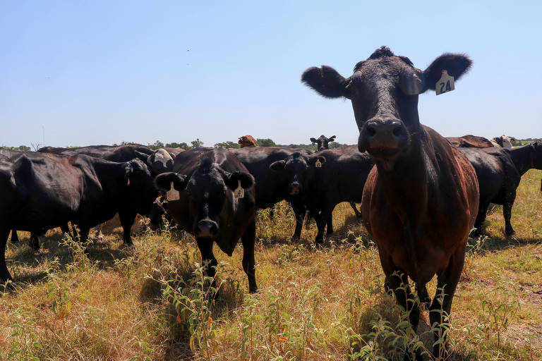 EUA exportam menos carne, mas reduzem compras do Brasil