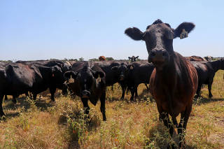 Cattle move throughout a pasture during a heat wave in Tennessee Colony