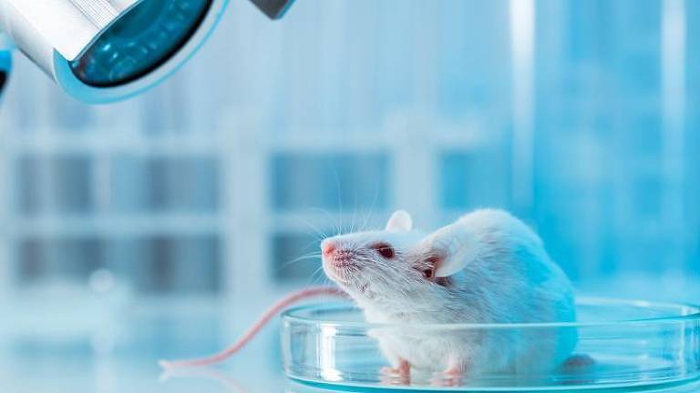 Rato em laboratório