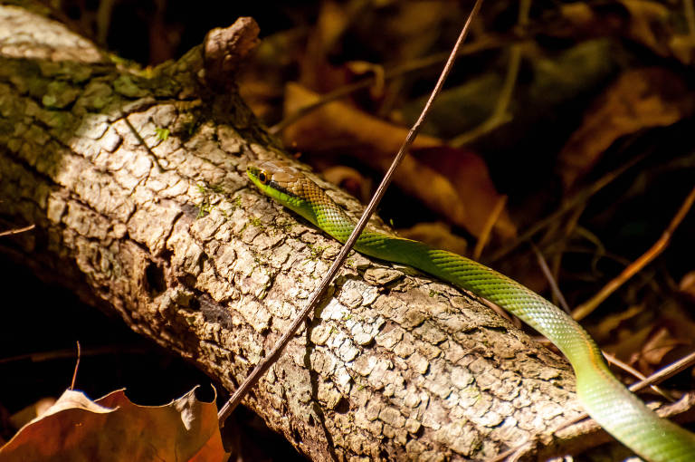 Cobras não são vilãs e têm papel fundamental na natureza - 18/08